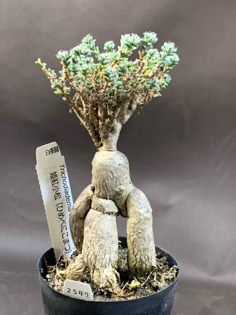 白峯園 多肉植物 姫紅小松(T-25) トリコディアデマ バルボサム